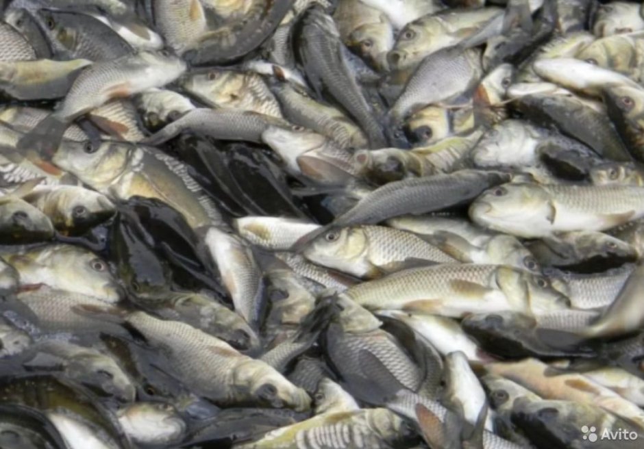 Малек толстолобика