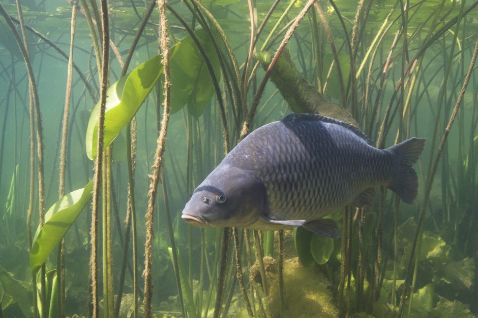 Карп среда обитания