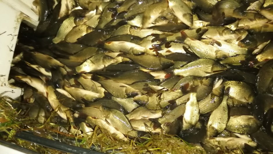 Рыбы Куйбышевского водохранилища