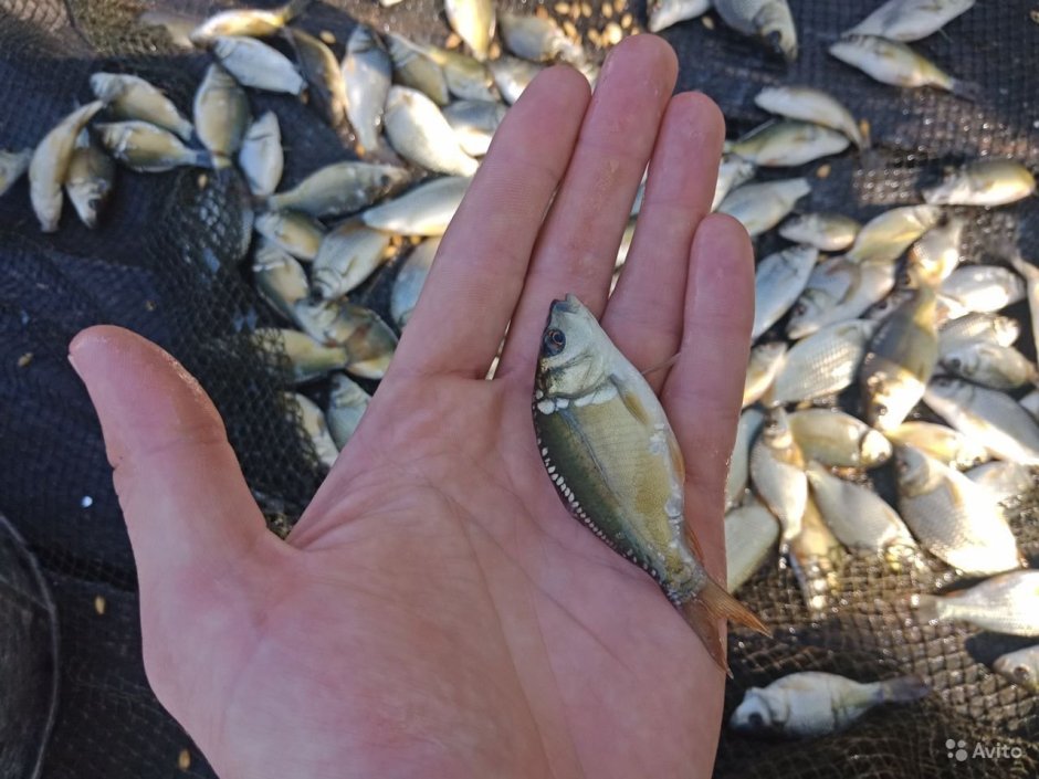 Малек белого Амура