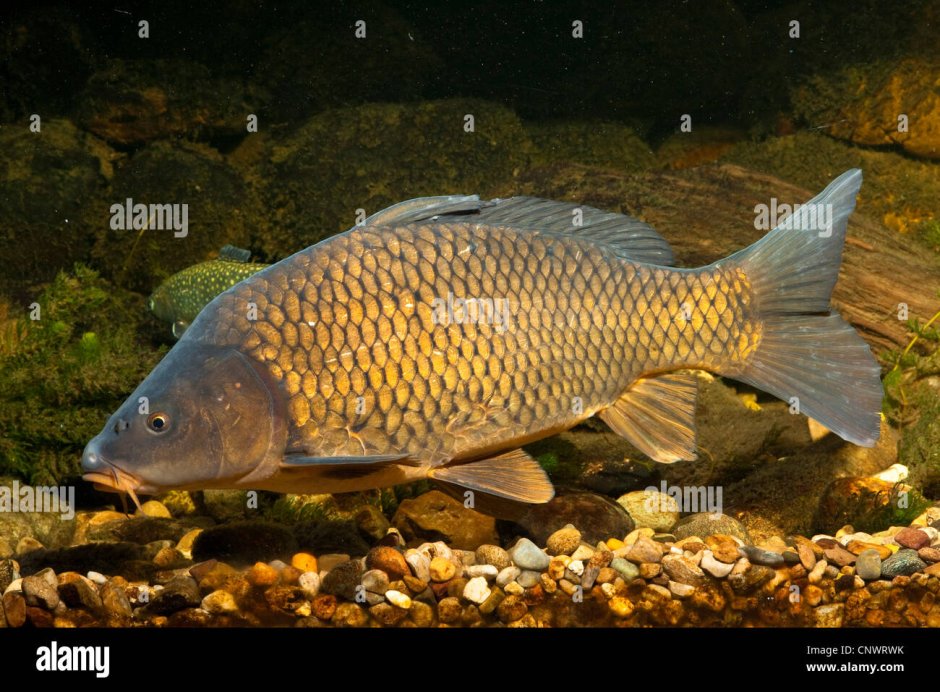 Сазан (= Карп обыкновенный) – Cyprinus Carpio
