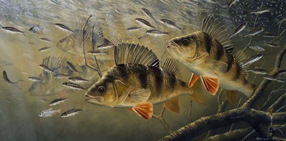 Окунь охотится