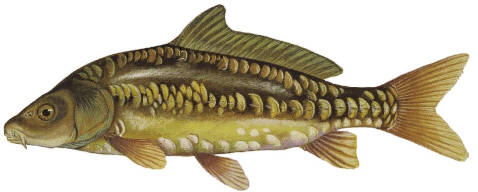 Зеркальный Карп на белом фоне