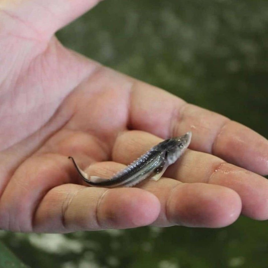 Малек осетра