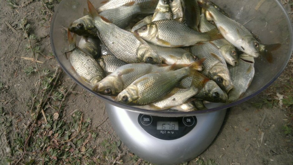 Зарыбление сазаном