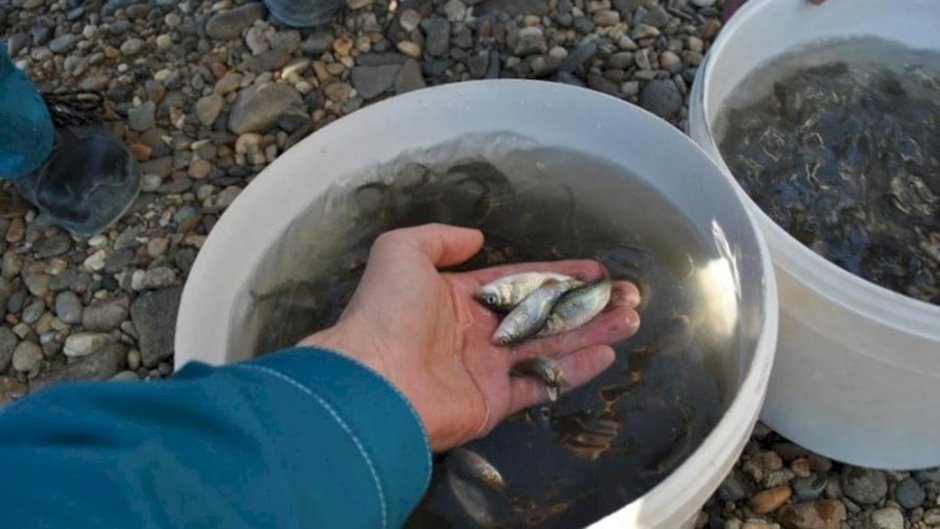 Выпуск мальков сазана