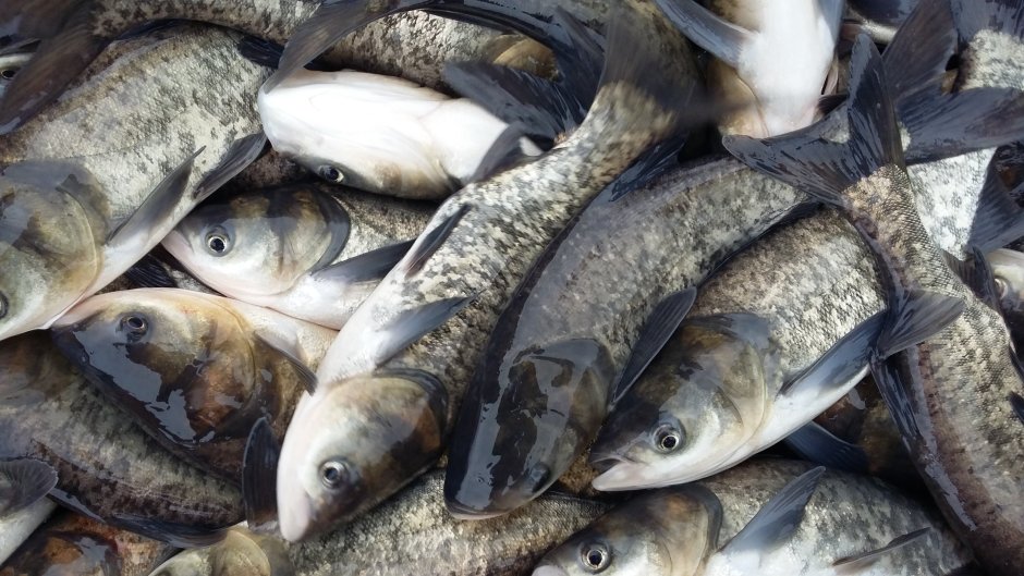 Толстолобик рыба малек