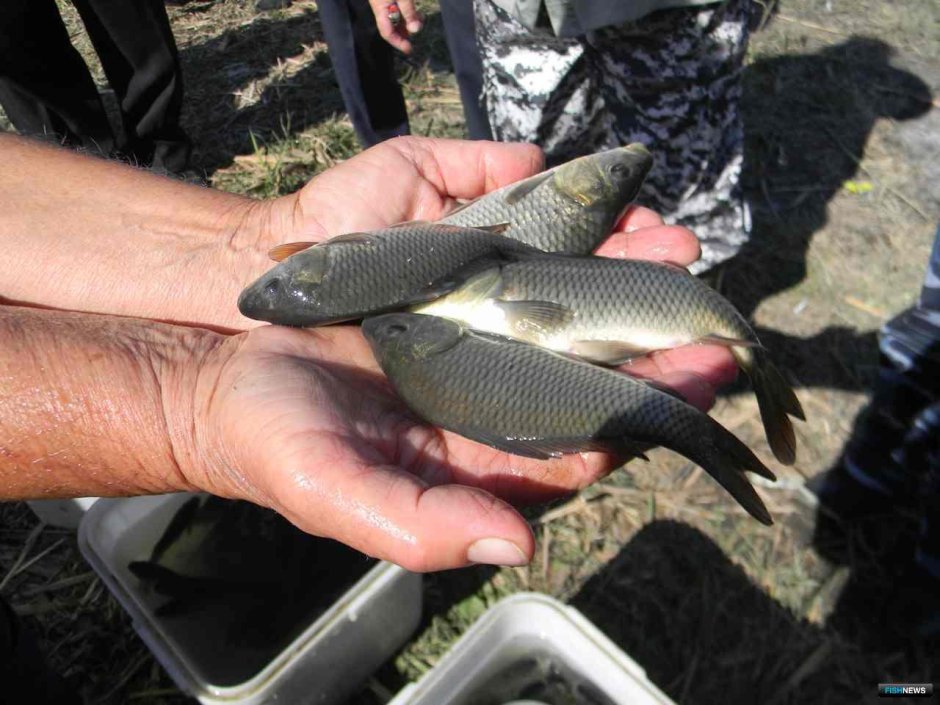 Малек сазана