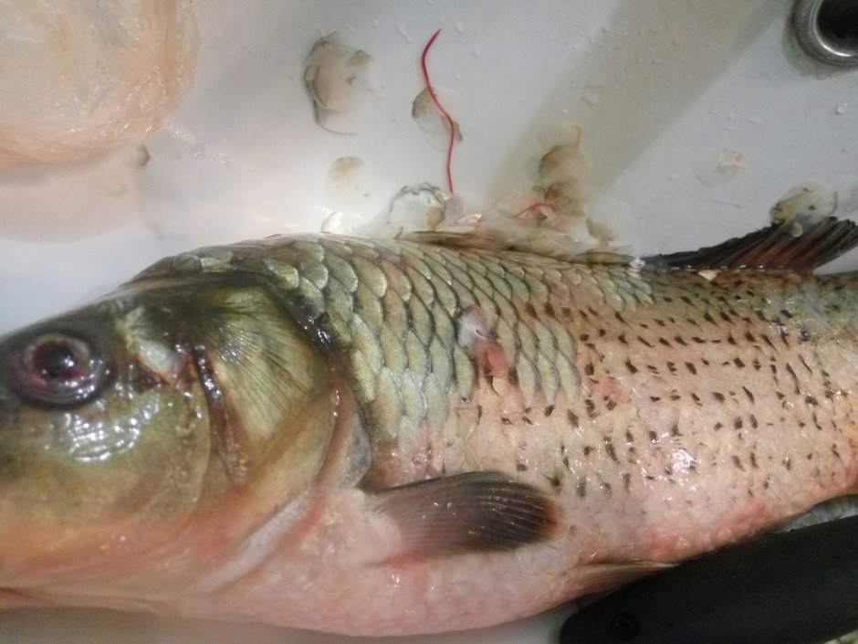 Филометроидоз карповых рыб