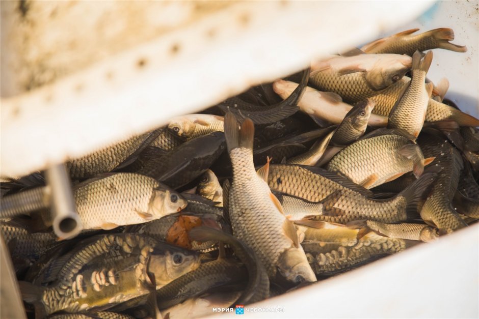 Малек сазана