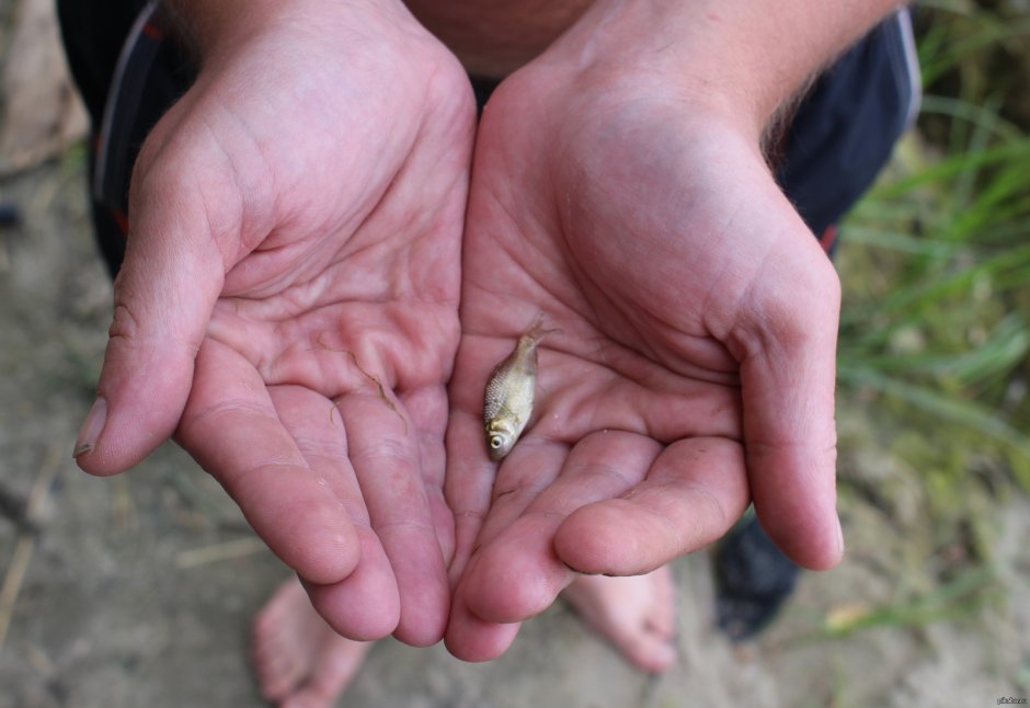 Самый маленький улов