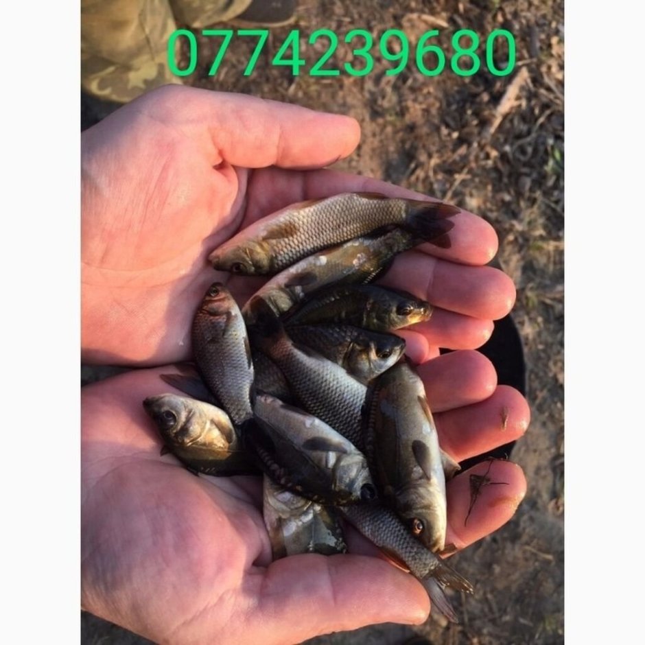 Карп граммовый малек