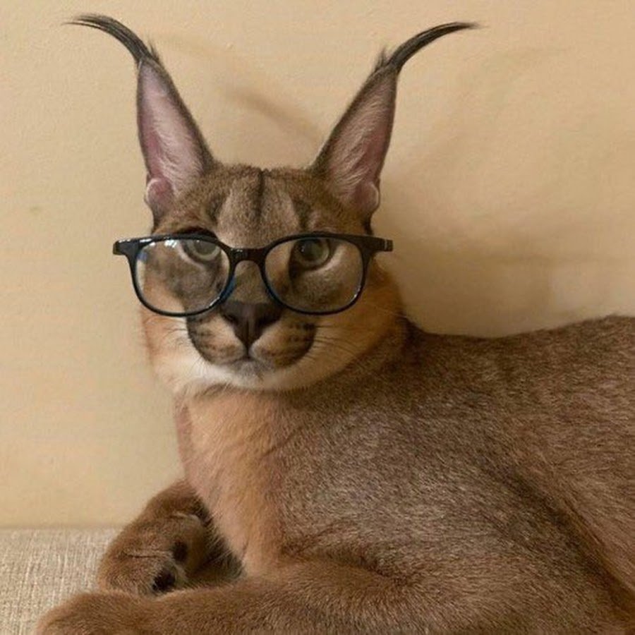 Шлепа русский кот