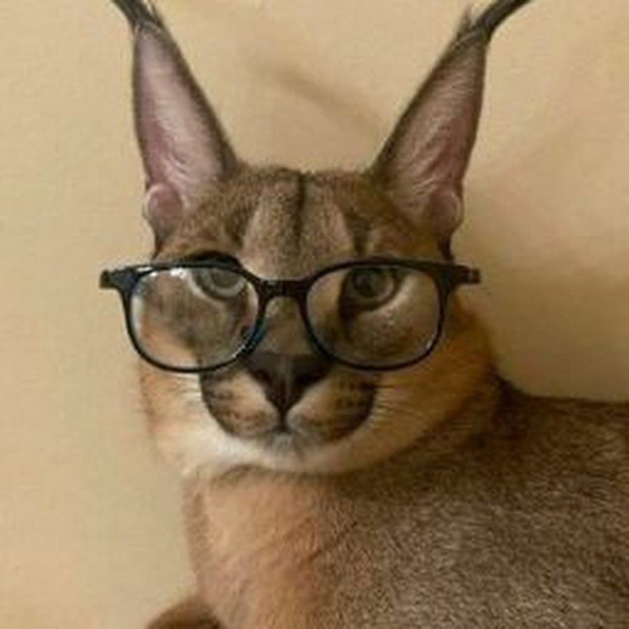 Биг флоппа каракал