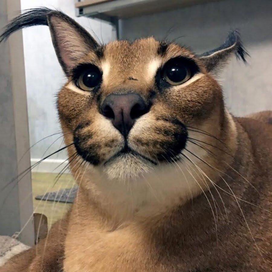 Каракал флоппа