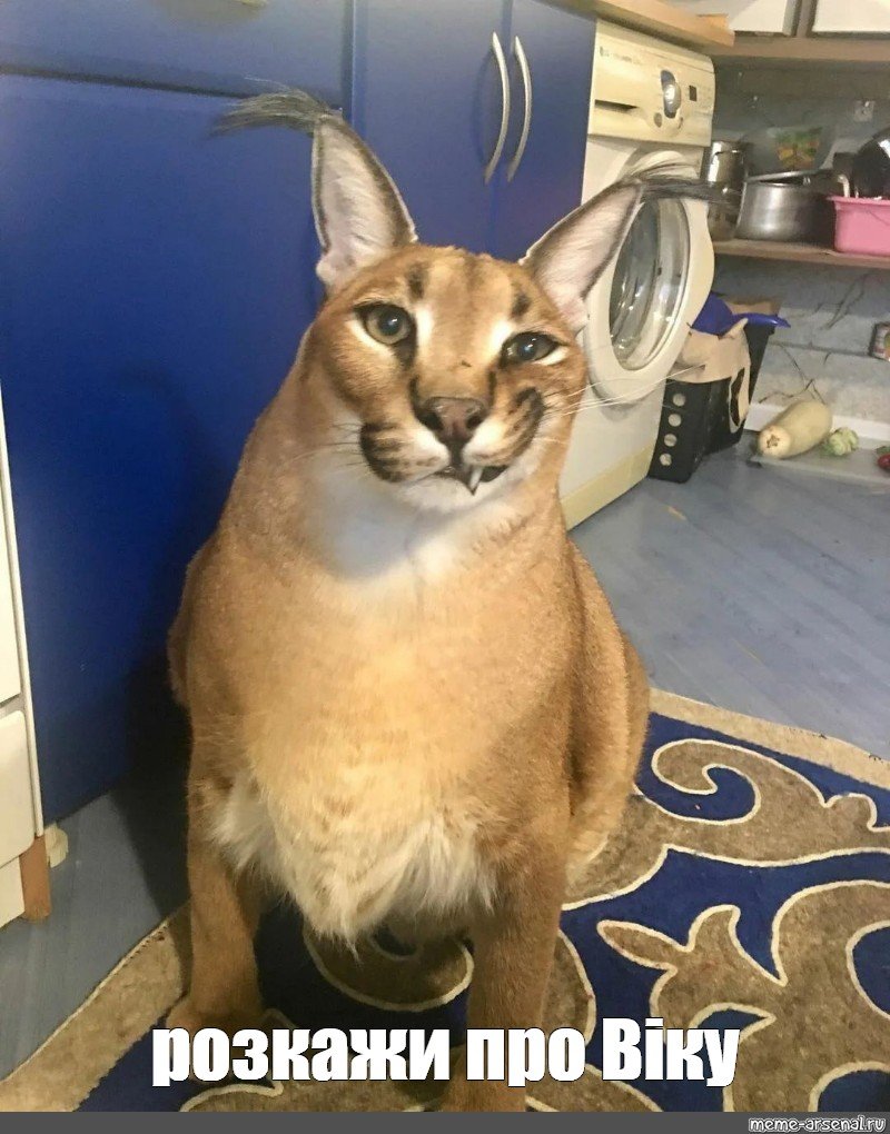 Каракал шлёпа