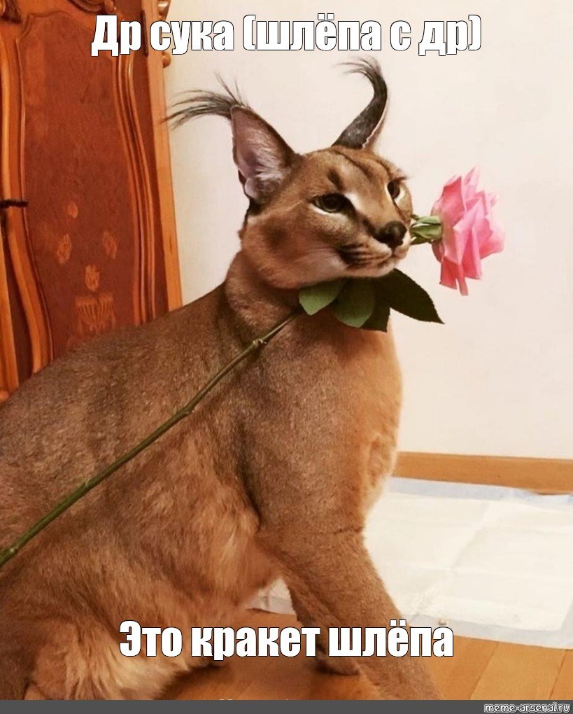 Флоппа Шлеппа