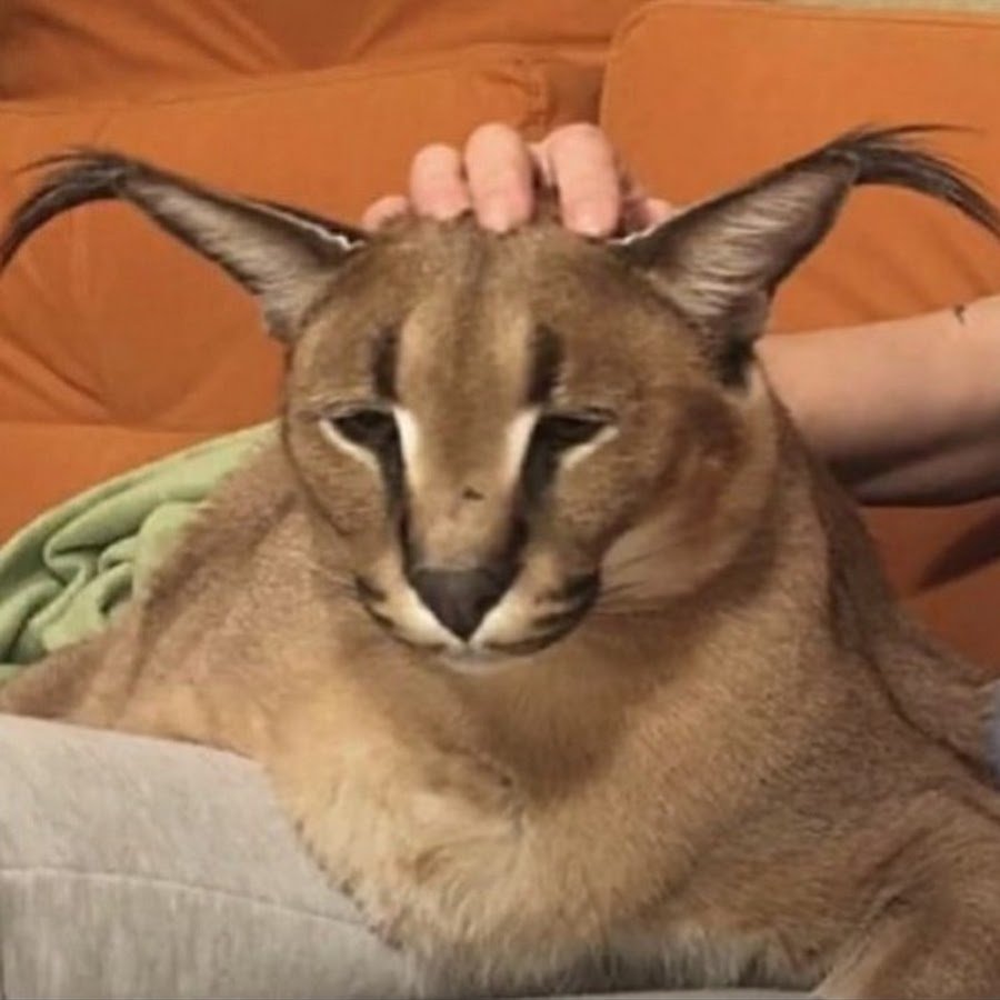 See a female Day ruined