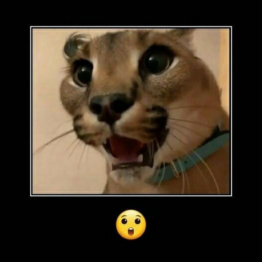 Шлёпа Мем кот