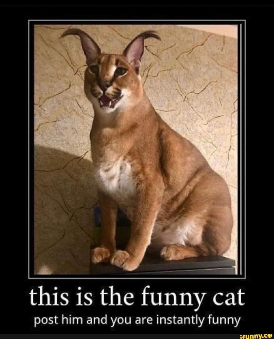 Шлёпа русский кот каракал