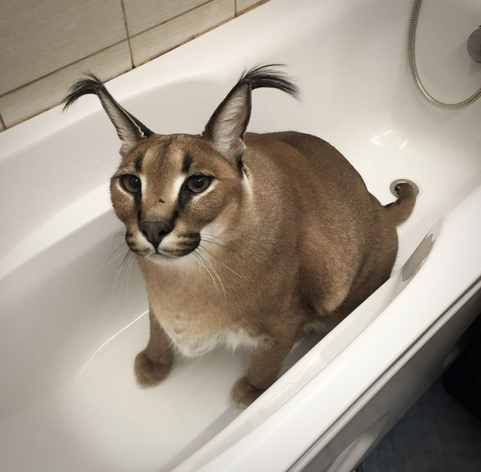 Каракал Шлеппа Мем