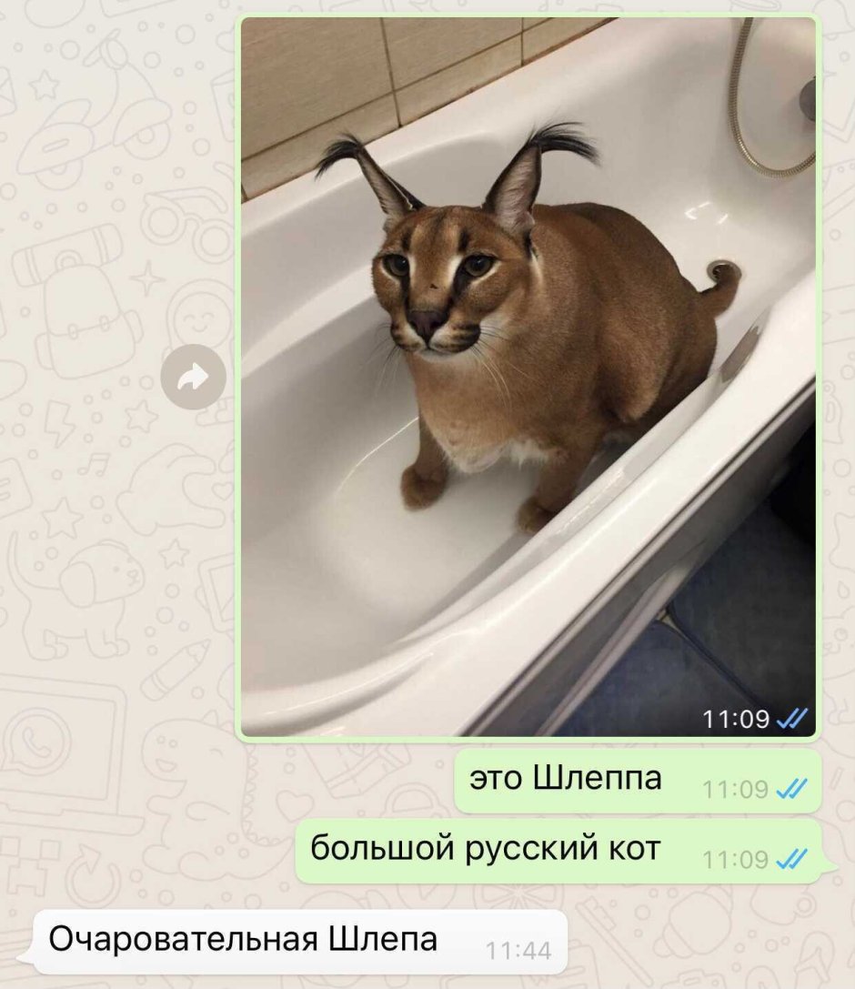 Шлёпа Мем кот