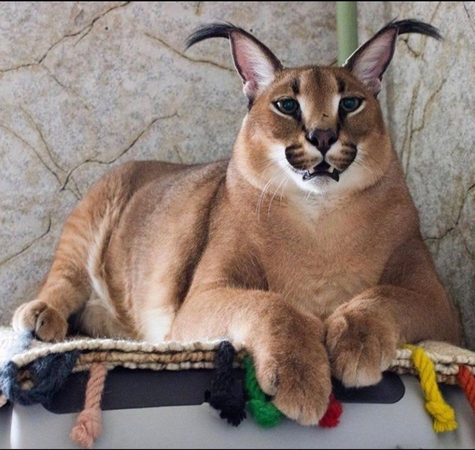 Каракал floppy