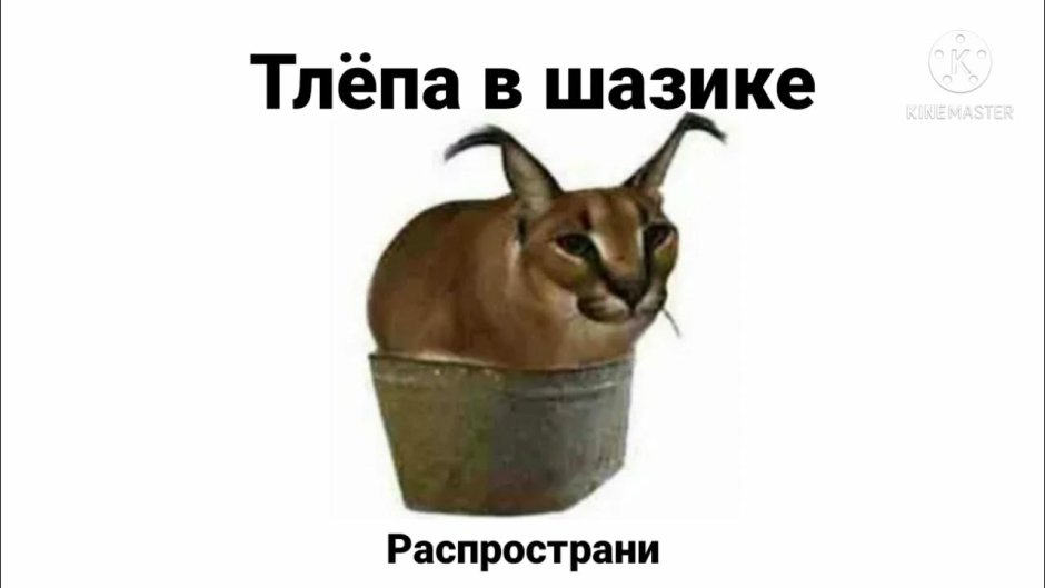 Шлёпа в тазике