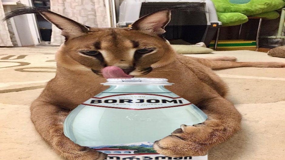 Флоппа Шлеппа