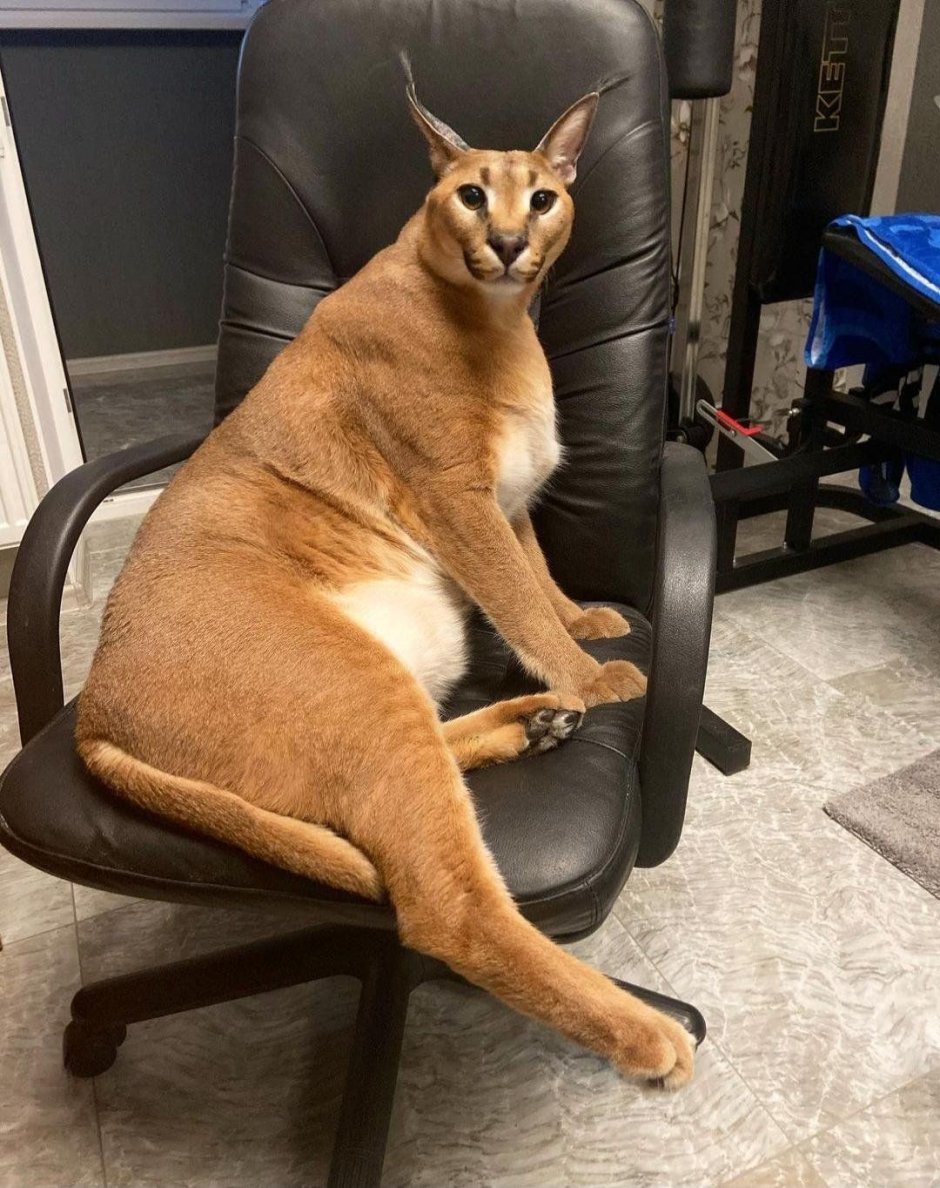 Каракал Шлепа