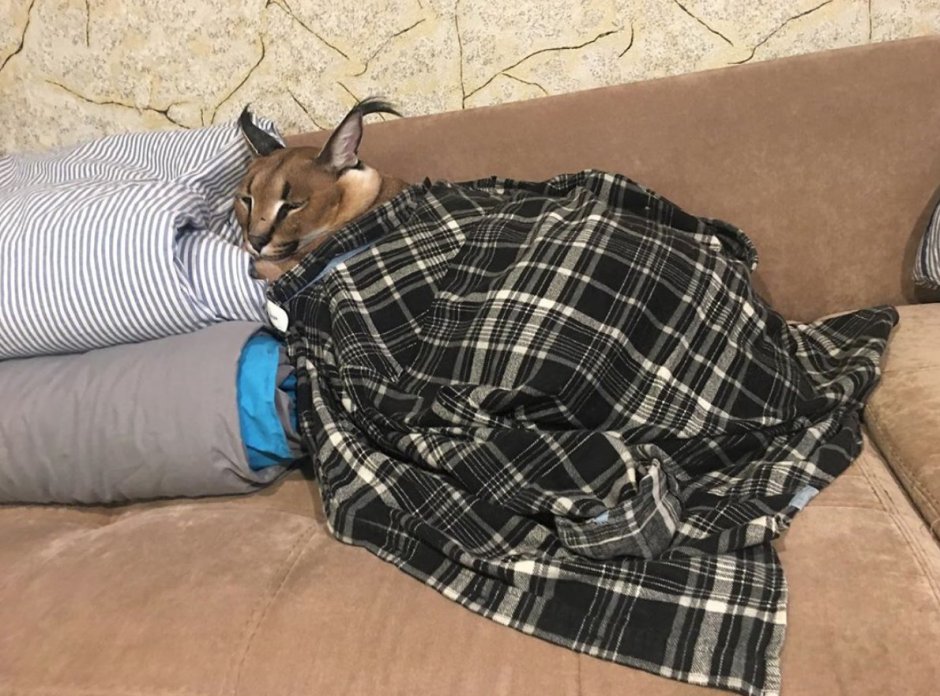 Сонный шлёпа