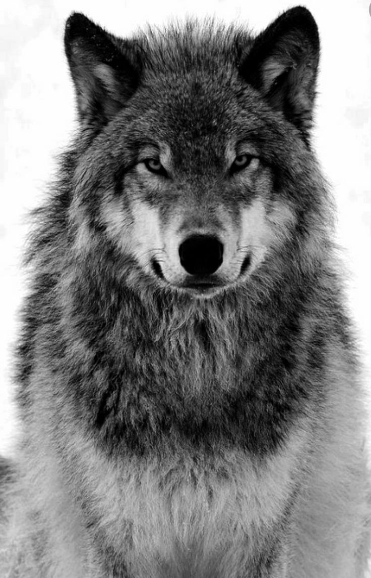 Волк эскиз