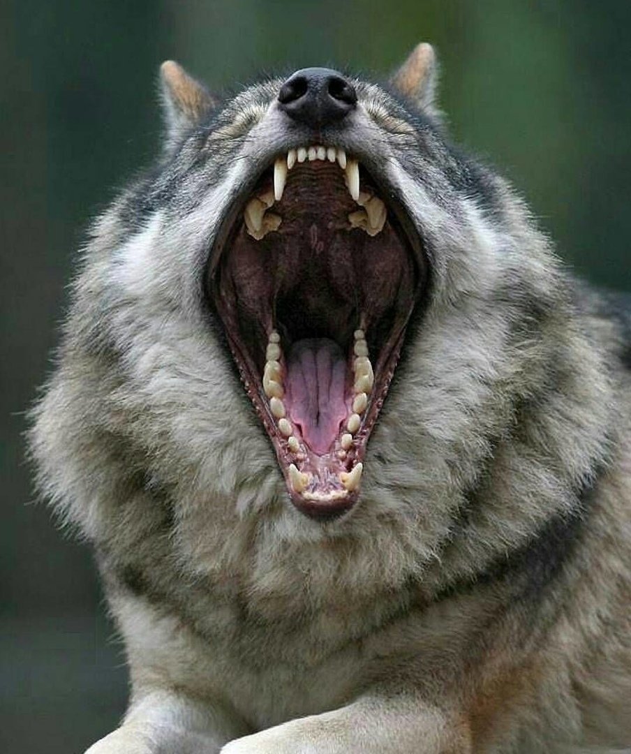 Тату морда волка