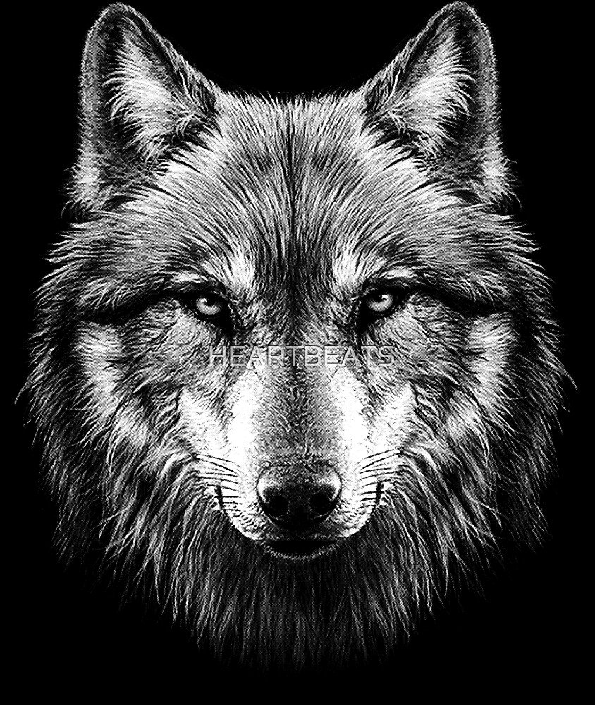 Суровый взгляд волка