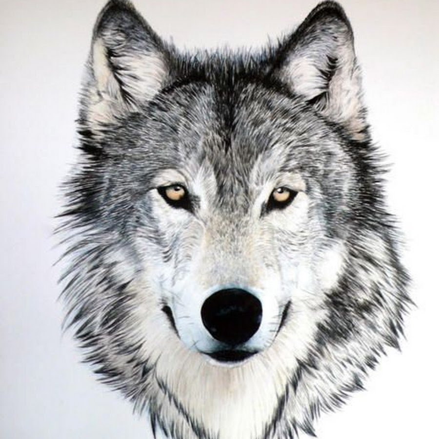 Пасть волка