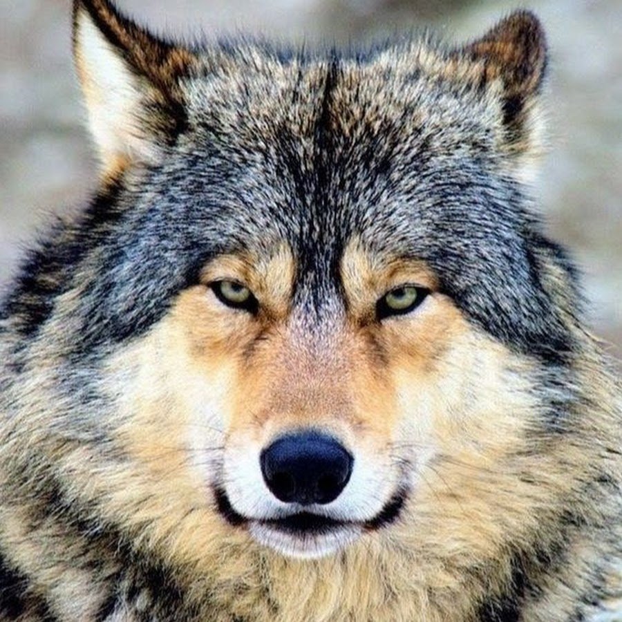 Девушка с волком фотосессия