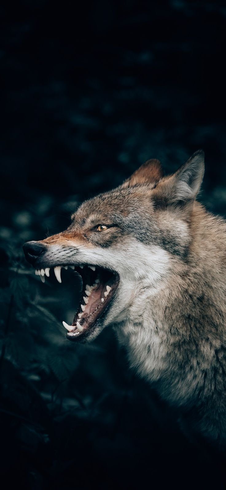 Одинокий волк