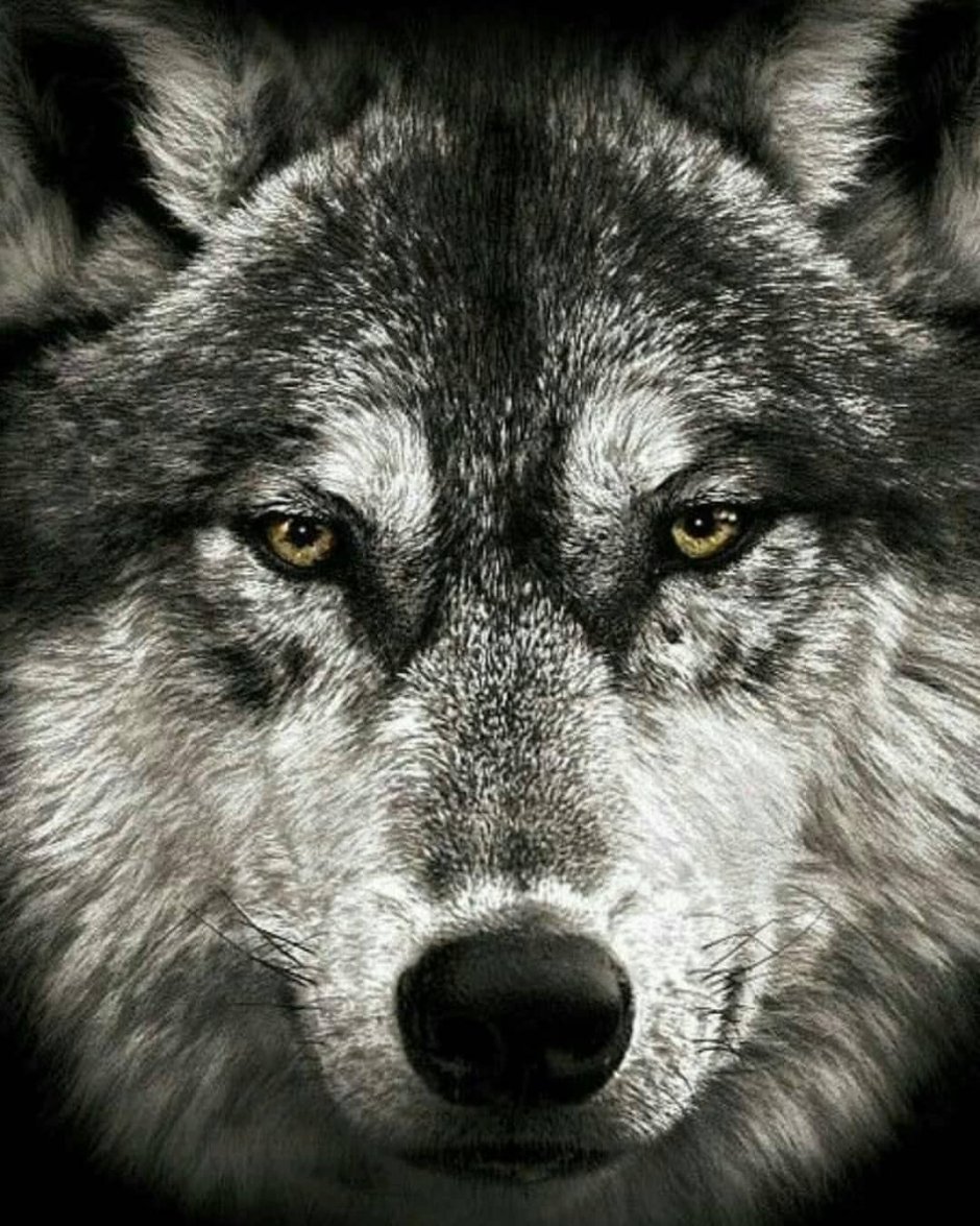 Морда волка