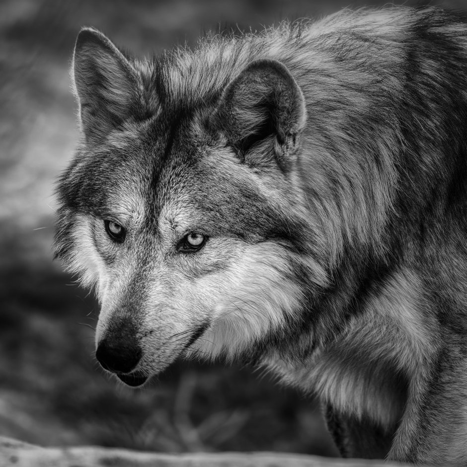 Морда волка рисунок