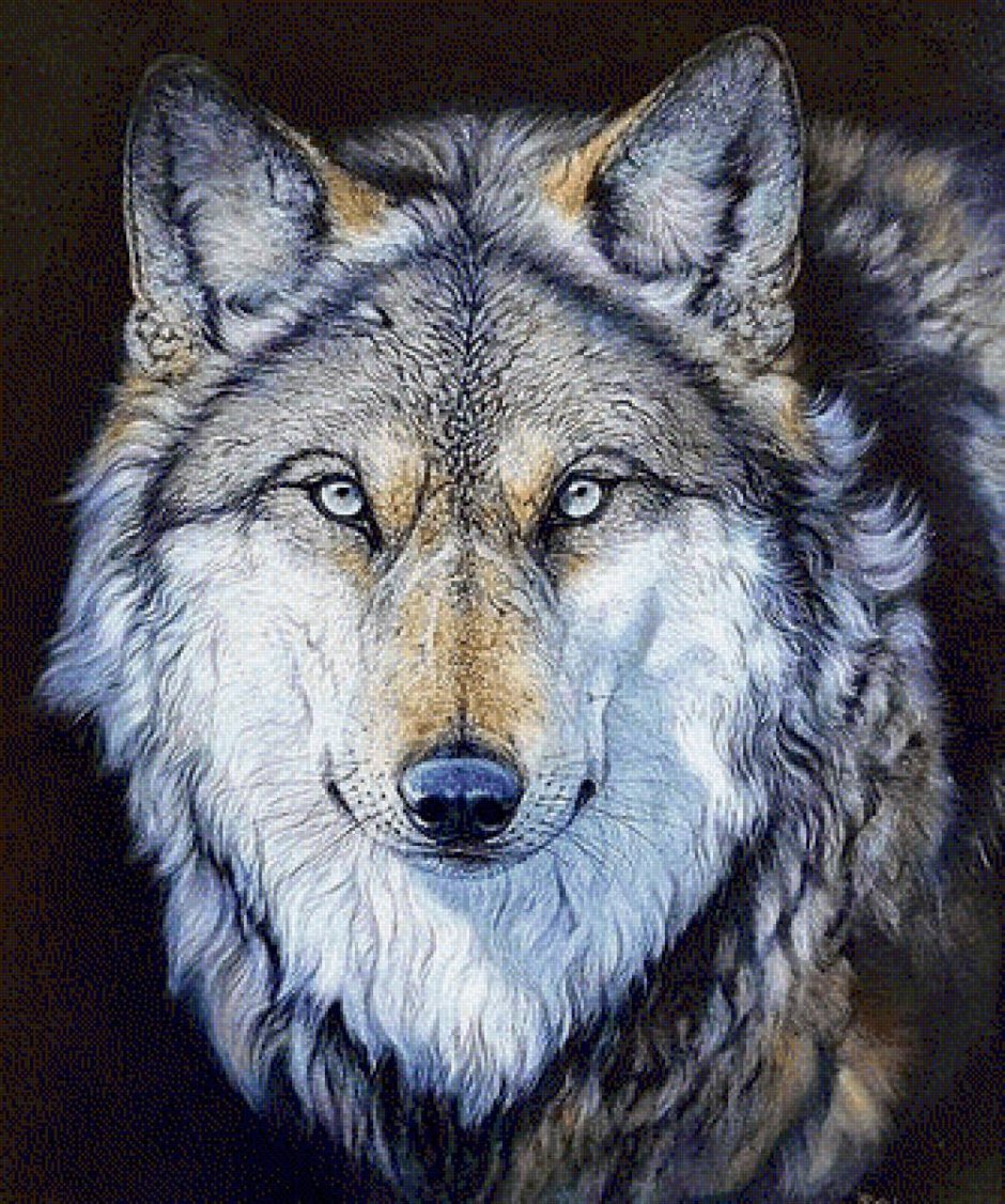 Хитрый волк