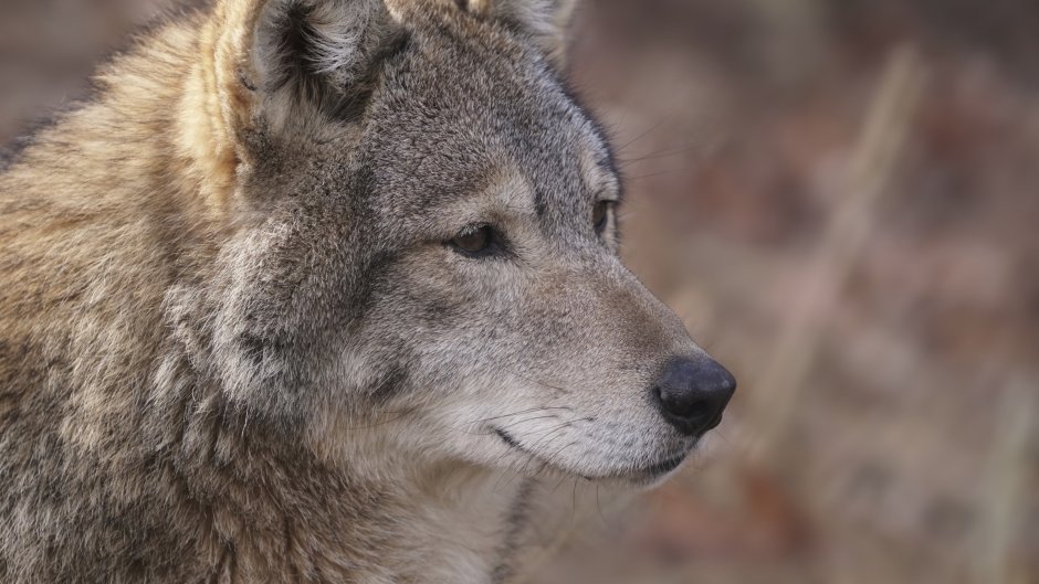 Цитаты волка Мем