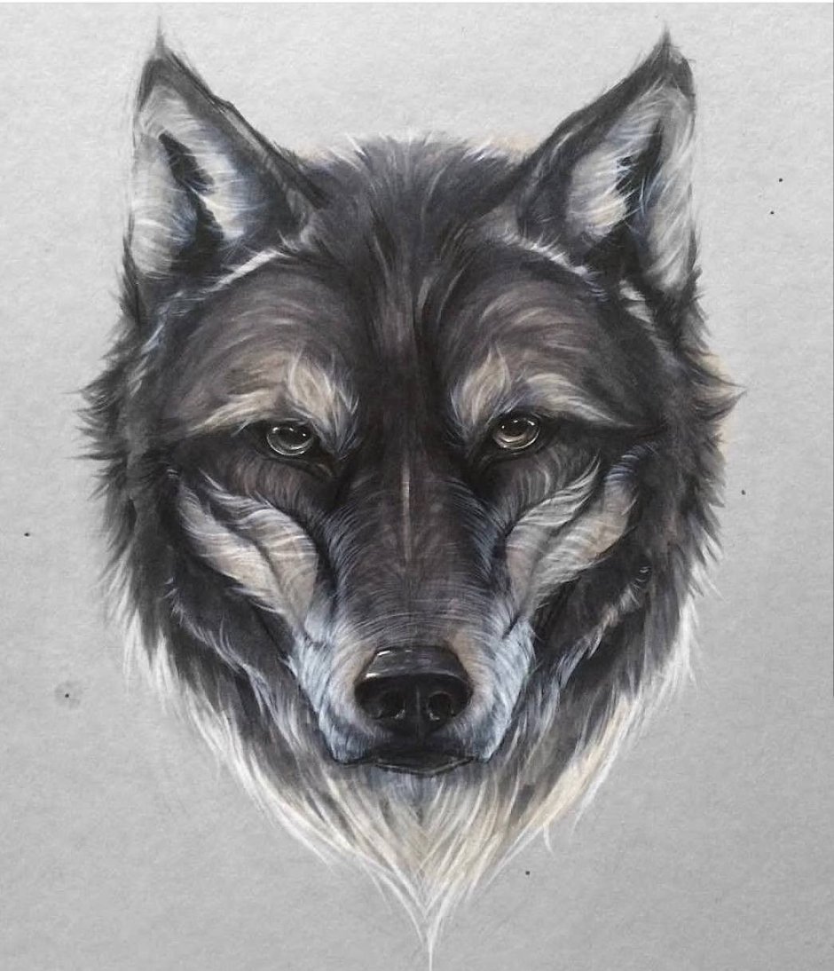 Волкособ черный оскал