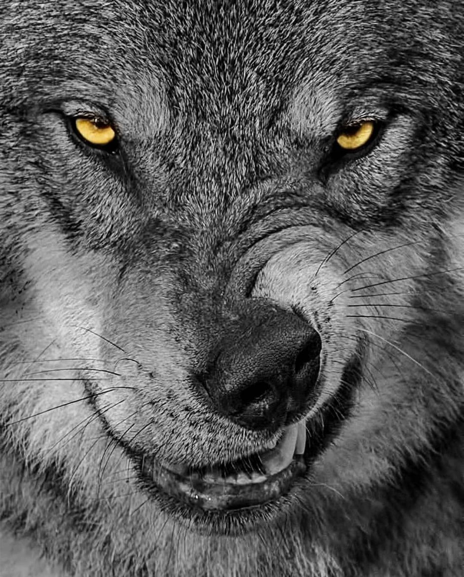 Морда волка