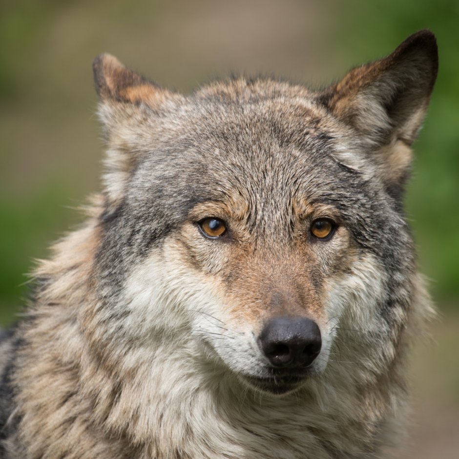 Чучело волка "волк Акела"