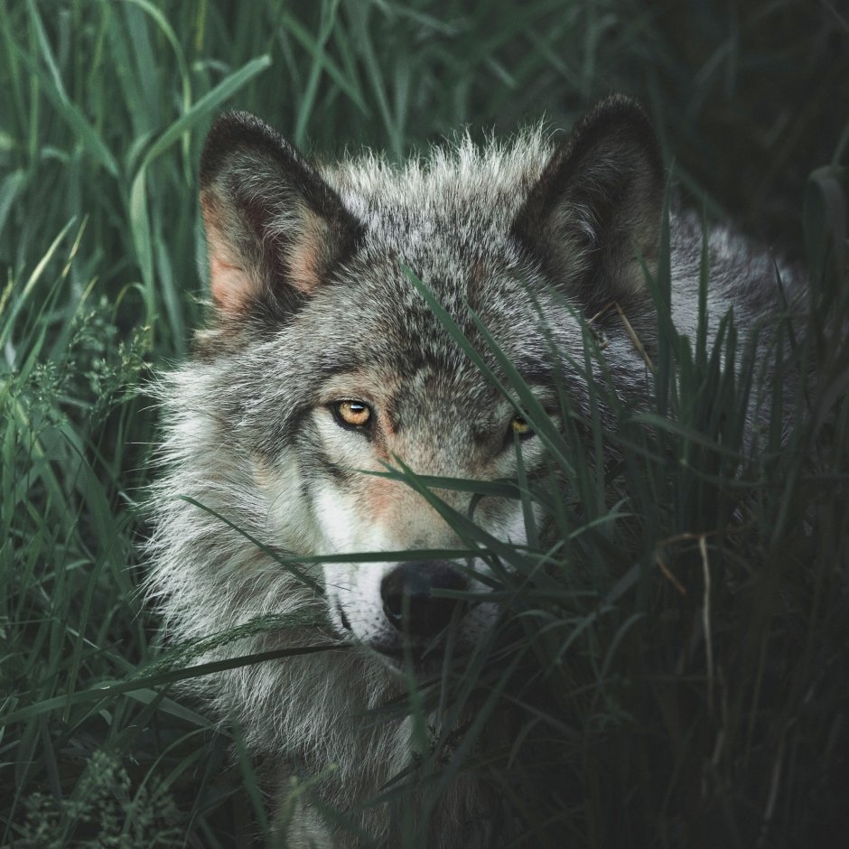 Красивый волк