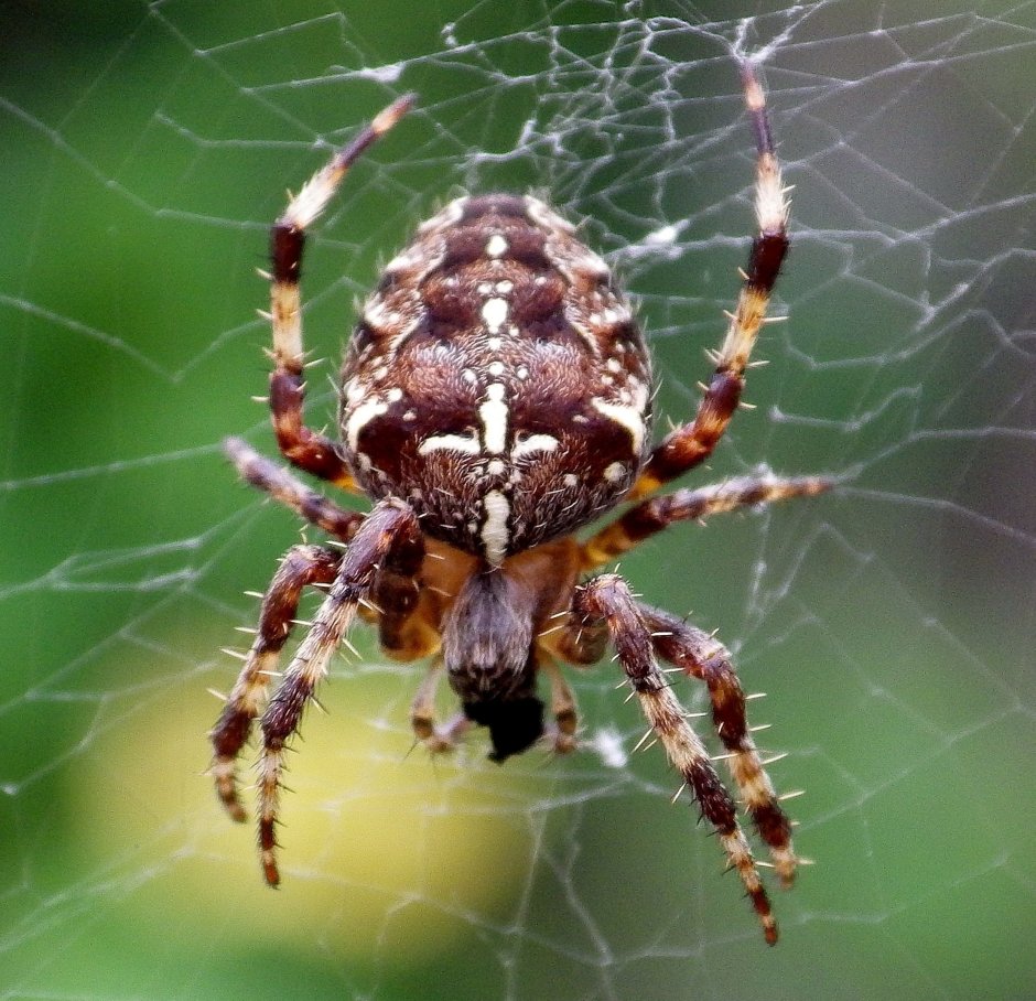 Araneus diadematus - крестовик