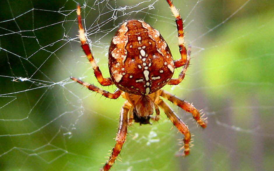 Araneus Quadratus Луговой крестовик