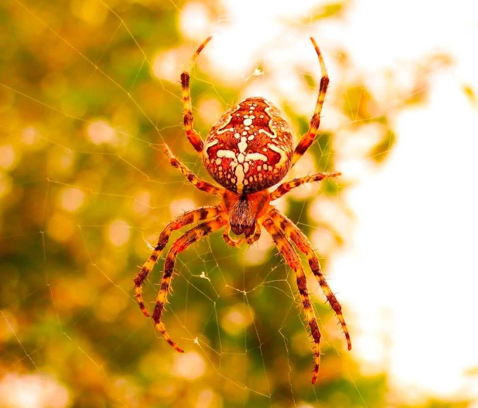 Araneus diadematus - крестовик