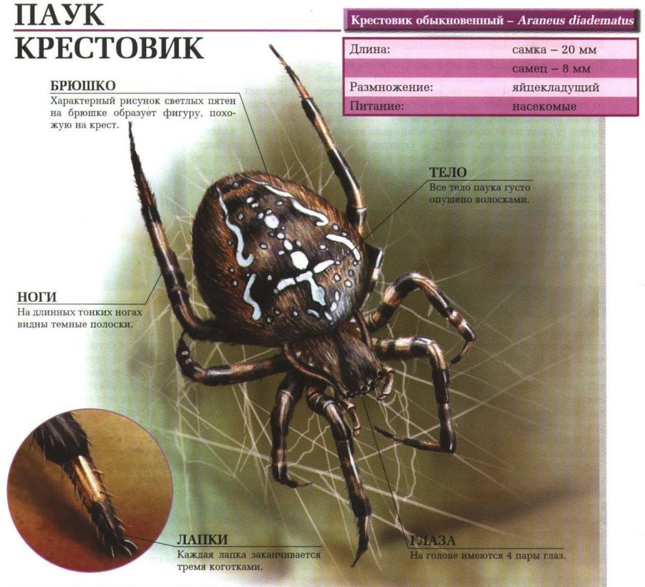 Мраморный крестовик паук