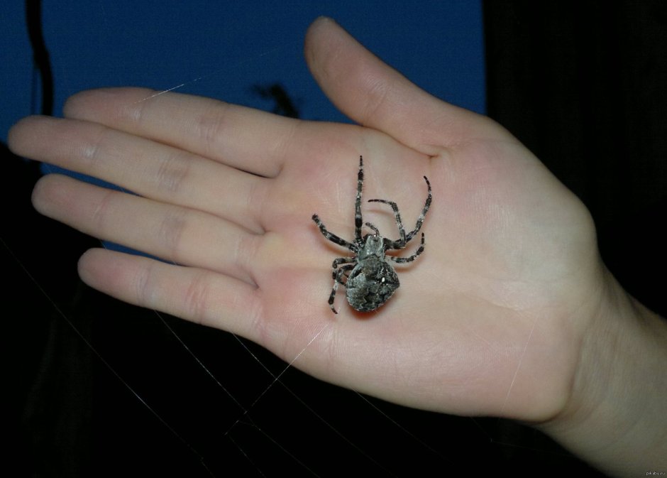 Araneus diadematus - крестовик
